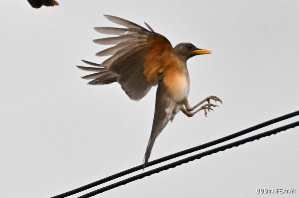 Birds of Lagos (African Thrush - Turdus pelios).
#BirdsOfLagos