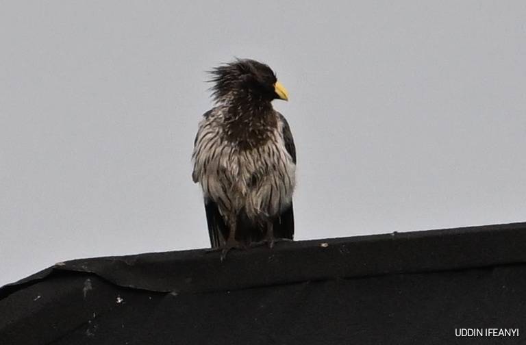 Birds of Lagos (Western Plantain-eater - Crinifer piscator).
#BirdsOfLagos