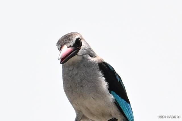 Birds of Lagos (Woodland Kingfisher - Halcyon senegalensis).
#BirdsOfLagos