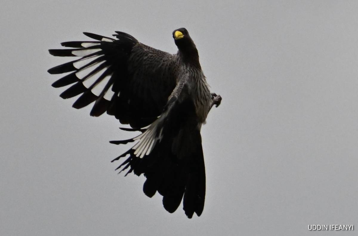Birds of Lagos (Western Plantain-eater - Crinifer piscator).
#BirdsOfLagos