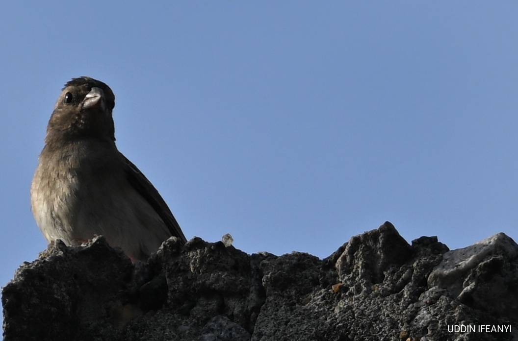 Birds of Lagos (Bronze Mannikin - Spermestes cucullata).
#BirdsOfLagos