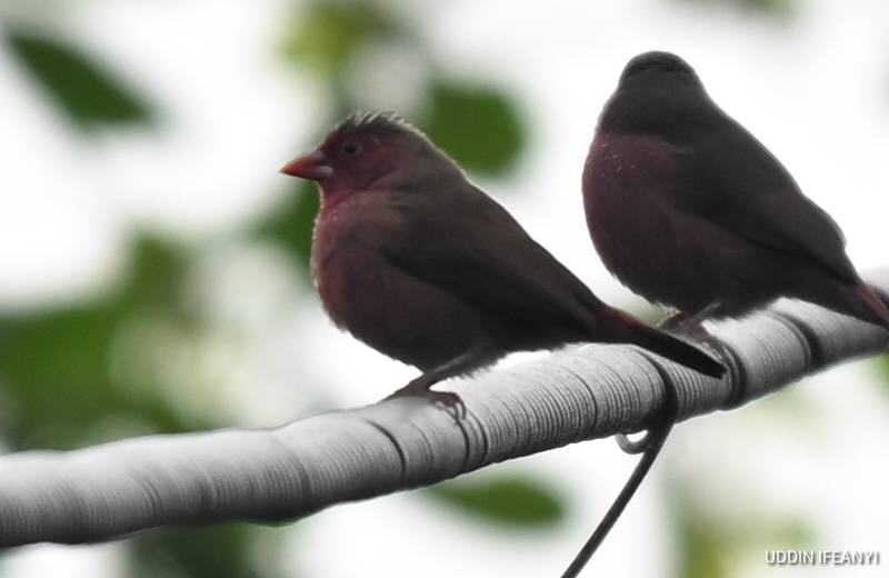 Birds of Lagos (African firefinch - Lagonosticta rubricata).
#BirdsOfLagos