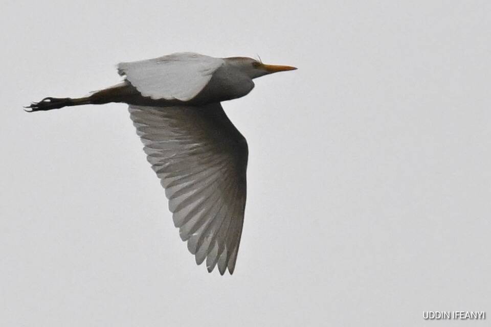 Birds of Lagos (Western Cattle Egret - Ardea  Ibis).
#BirdsOfLagos