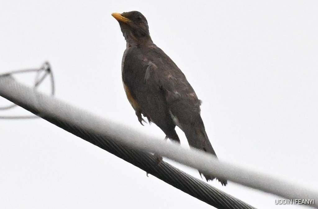 Birds of Lagos (African Thrush - Turdus pelios).
#BirdsOfLagos