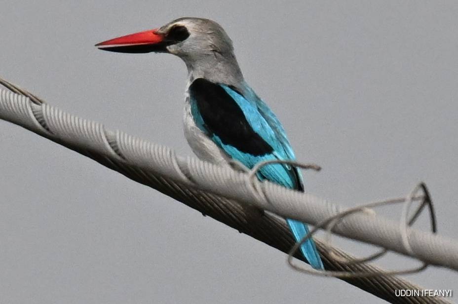Birds of Lagos (Woodland Kingfisher - Halcyon senegalensis).
#BirdsOfLagos