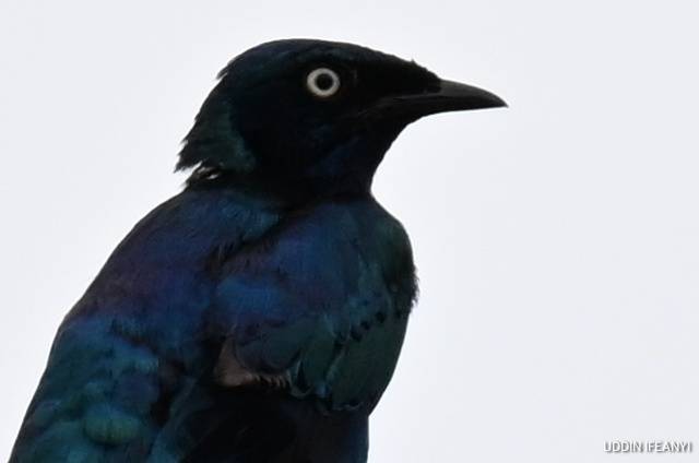 Birds of Lagos (Splendid Starling - Lamprotornis splendidus).
#BirdsOfLagos