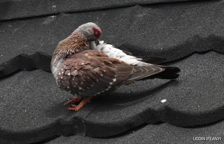 Birds of Lagos (Speckled Pigeon - Columba guinea).
#BirdsOfLagos