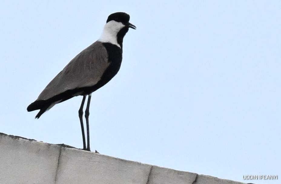Birds of Lagos (Spur-winged Lapwing - Vanellus spinosus).
#BirdsOfLagos
