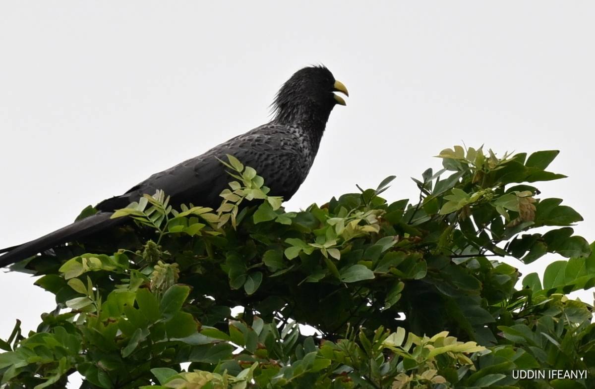 Birds of Lagos (Western Plantain-eater - Crinifer piscator).
#BirdsOfLagos