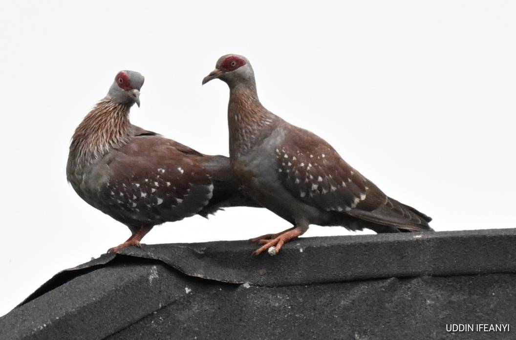 Birds of Lagos (Speckled Pigeon - Columba guinea).
#BirdsOfLagos