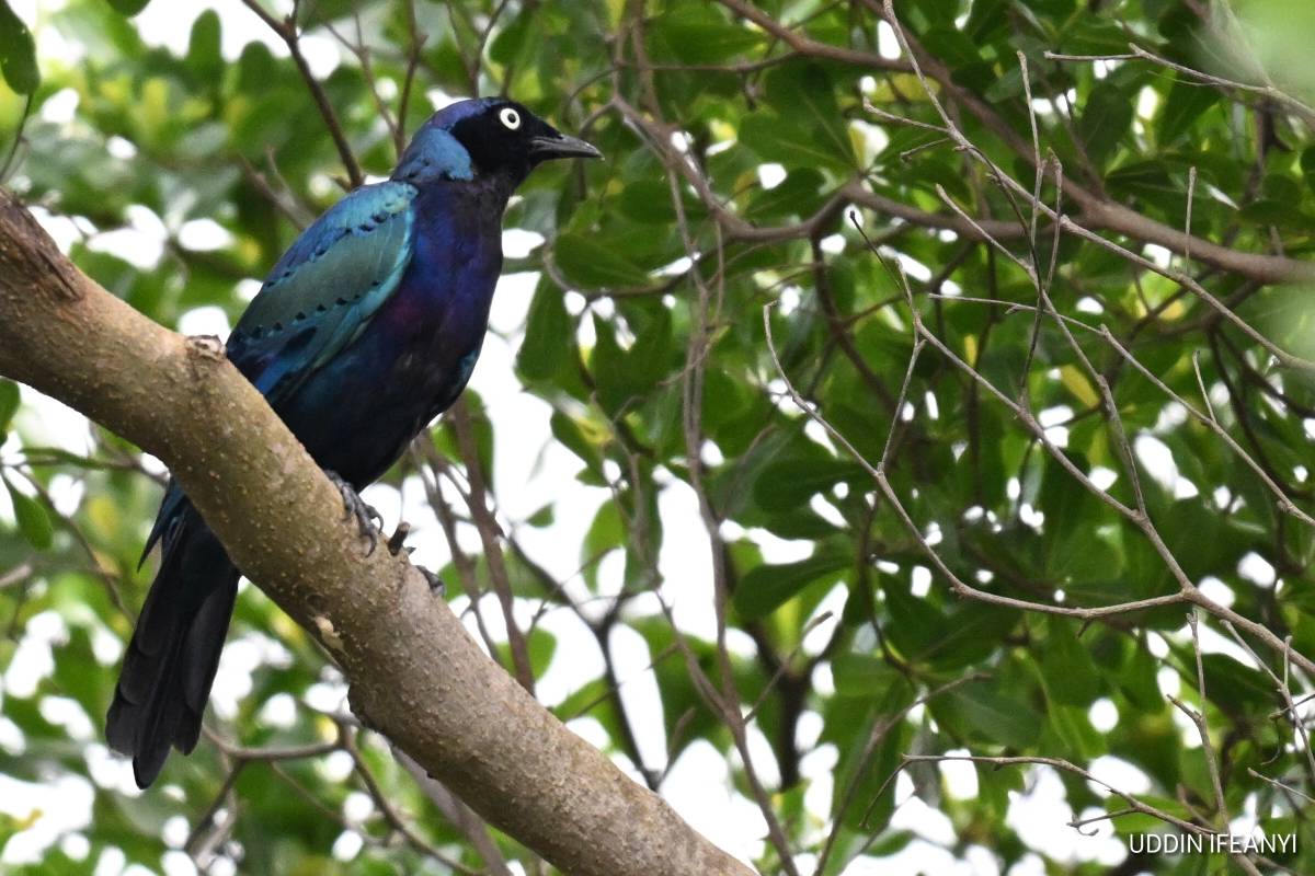 Birds of Lagos (Splendid Starling - Lamprotornis splendidus).
#BirdsOfLagos