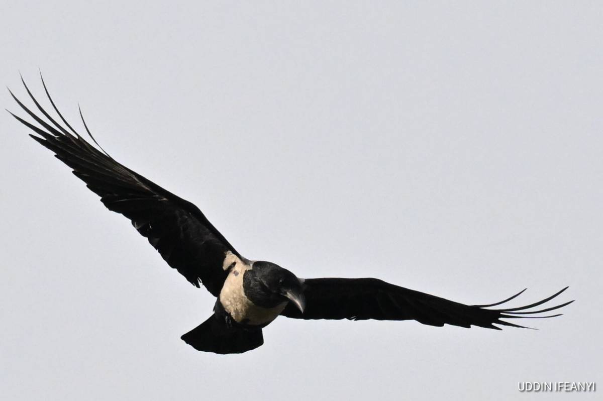 Birds of Lagos (Pied Crow - Corvus albus).
#BirdsOfLagos