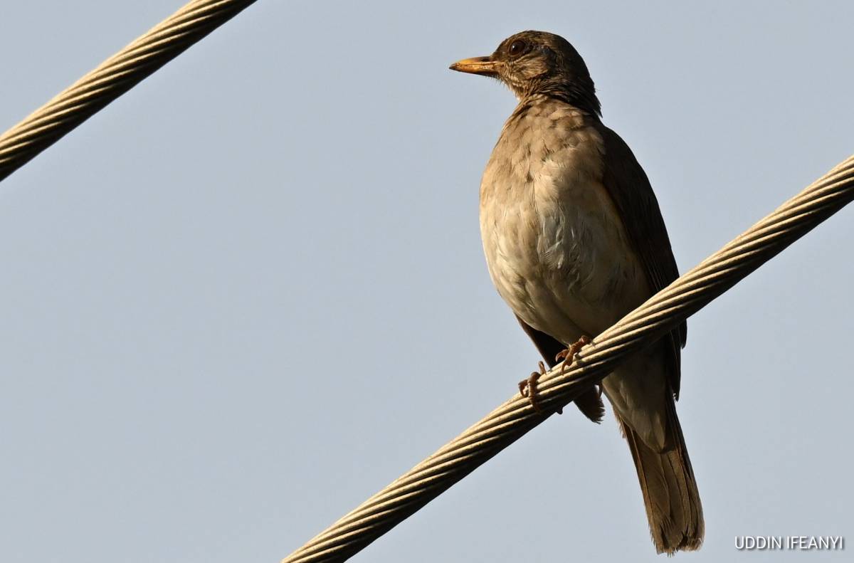 Birds of Lagos (African Thrush - Turdus pelios).
#BirdsOfLagos