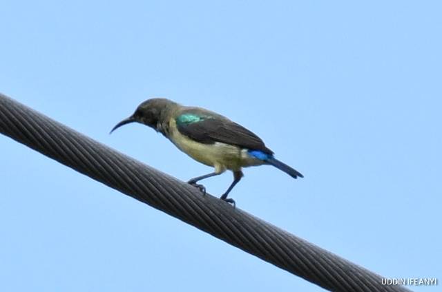 Birds of Lagos (Variable Sunbird -Cinnyris venustus).
#BirdsOfLagos