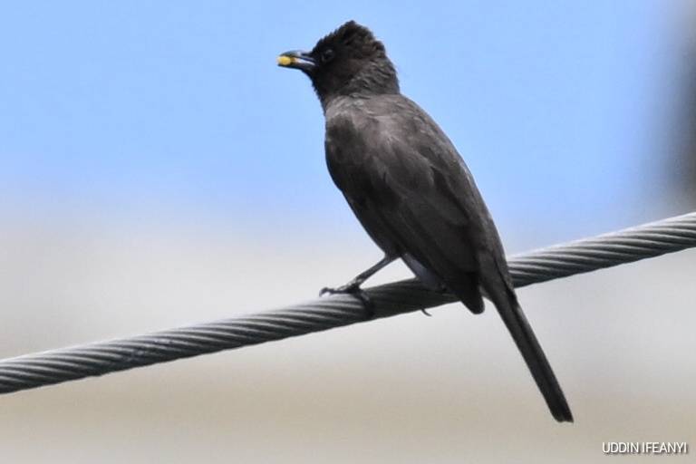 Birds of Lagos (Common Bulbul - Pycnonotus barbatus).
#BirdsOfLagos
