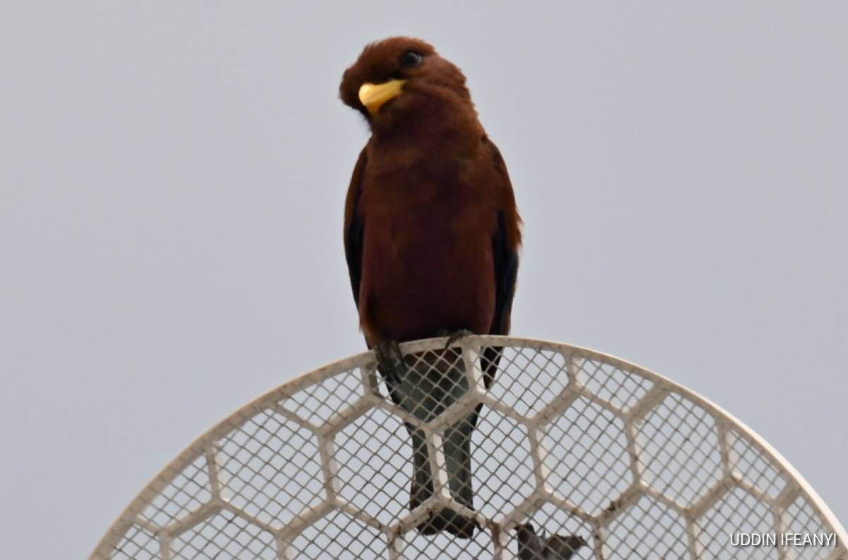 Birds of Lagos (Broad-billed Roller - Eurystomus glaucurus).
#BirdsOfLagos