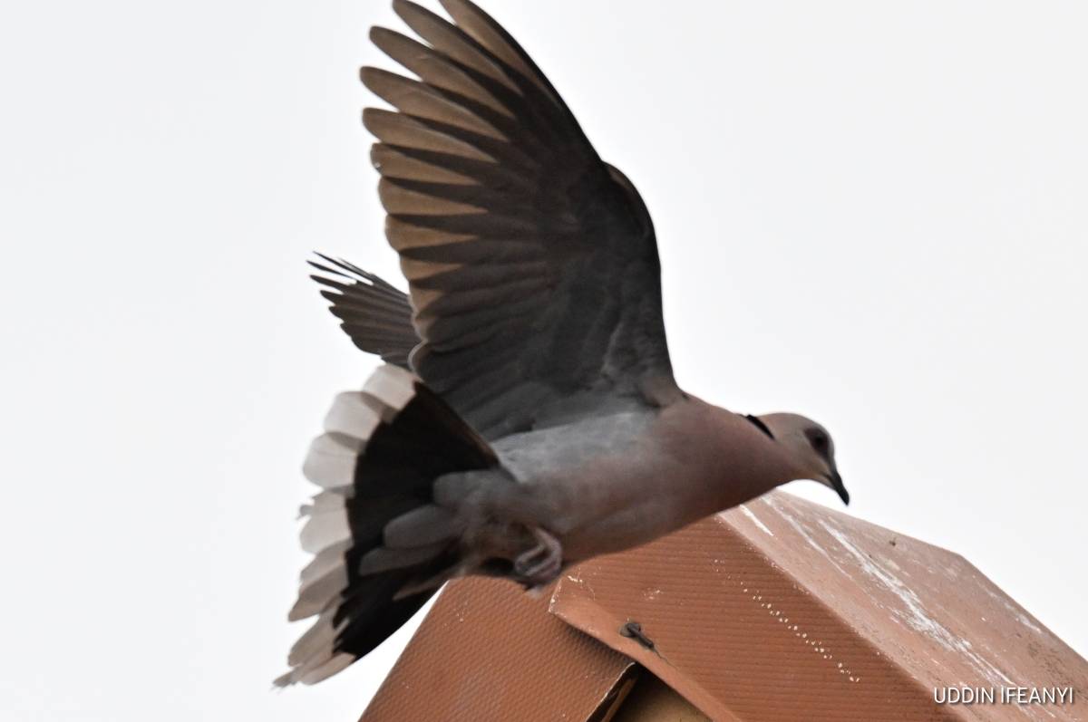 Birds of Lagos (Red-eyed Dove - Streptopelia semitorquata, and Common Bulbul - Pycnonotus barbatus)....