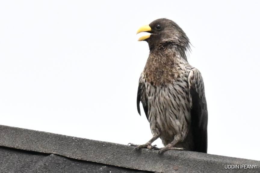 Birds of Lagos (Western Plantain-eater - Crinifer piscator).
#BirdsOfLagos