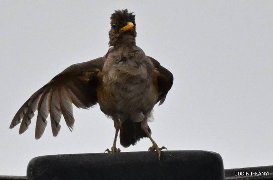 Birds of Lagos (African Thrush - Turdus pelios).
#BirdsOfLagos