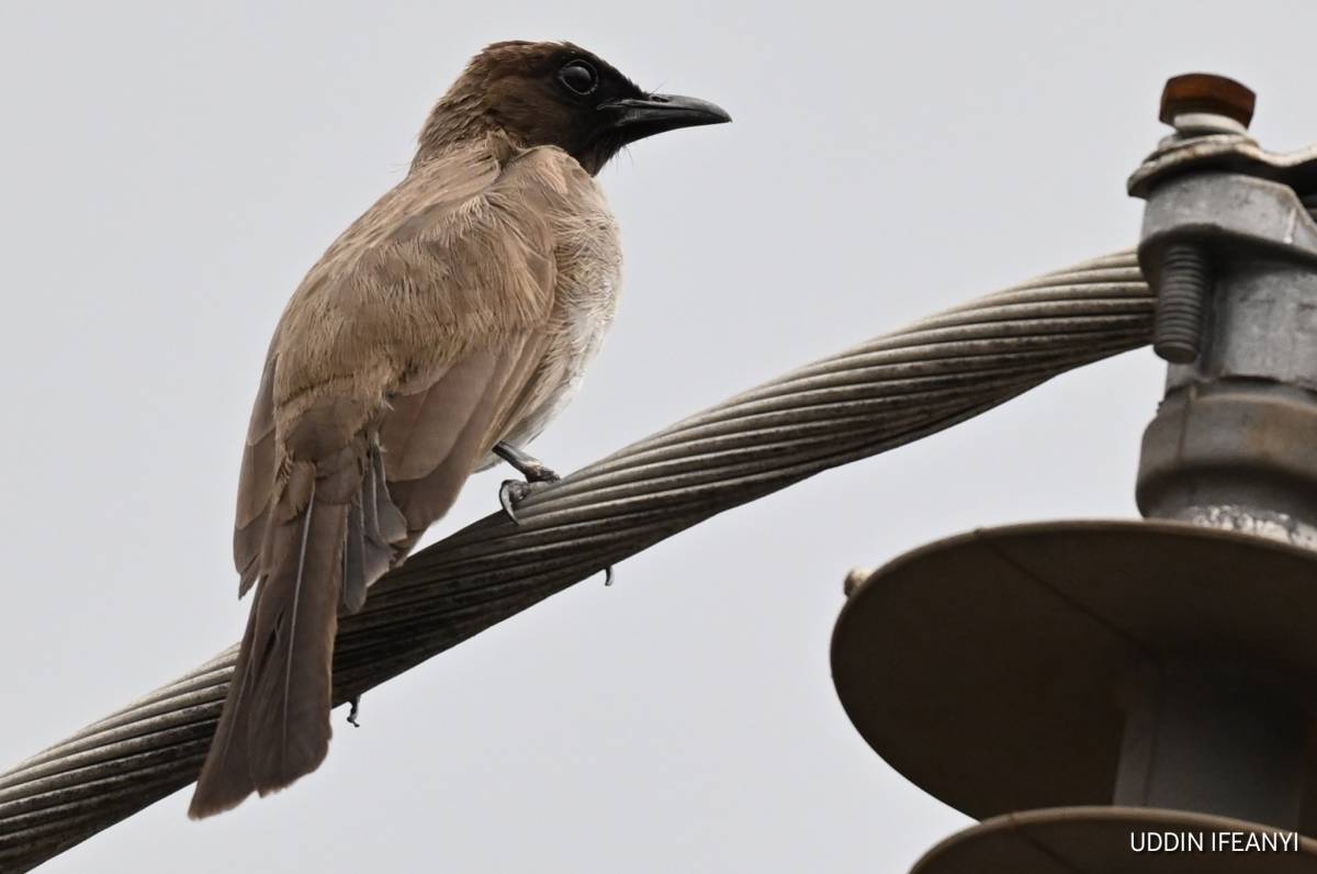 Birds of Lagos (Common Bulbul - Pycnonotus barbatus).
#BirdsOfLagos