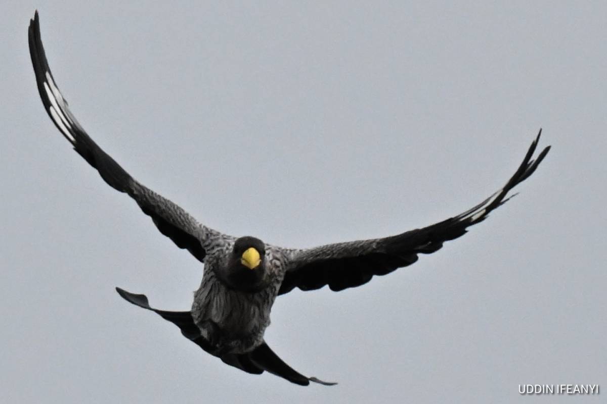 Birds of Lagos (Western Plantain-eater - Crinifer piscator).
#BirdsOfLagos