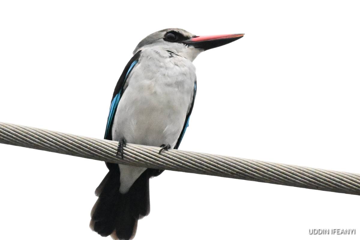 Birds of Lagos (Woodland Kingfisher - Halcyon senegalensis).
#BirdsOfLagos