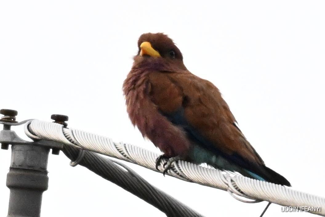 Birds of Lagos (Broad-billed Roller - Eurystomus glaucurus).
#BirdsOfLagos