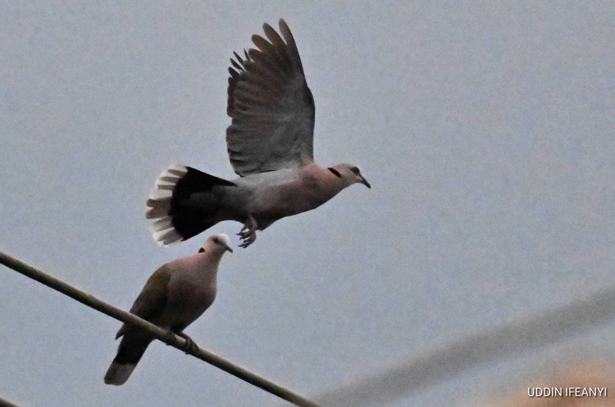 Birds of Lagos (Red-eyed Dove - Streptopelia semitorquata, and Common Bulbul - Pycnonotus barbatus)....