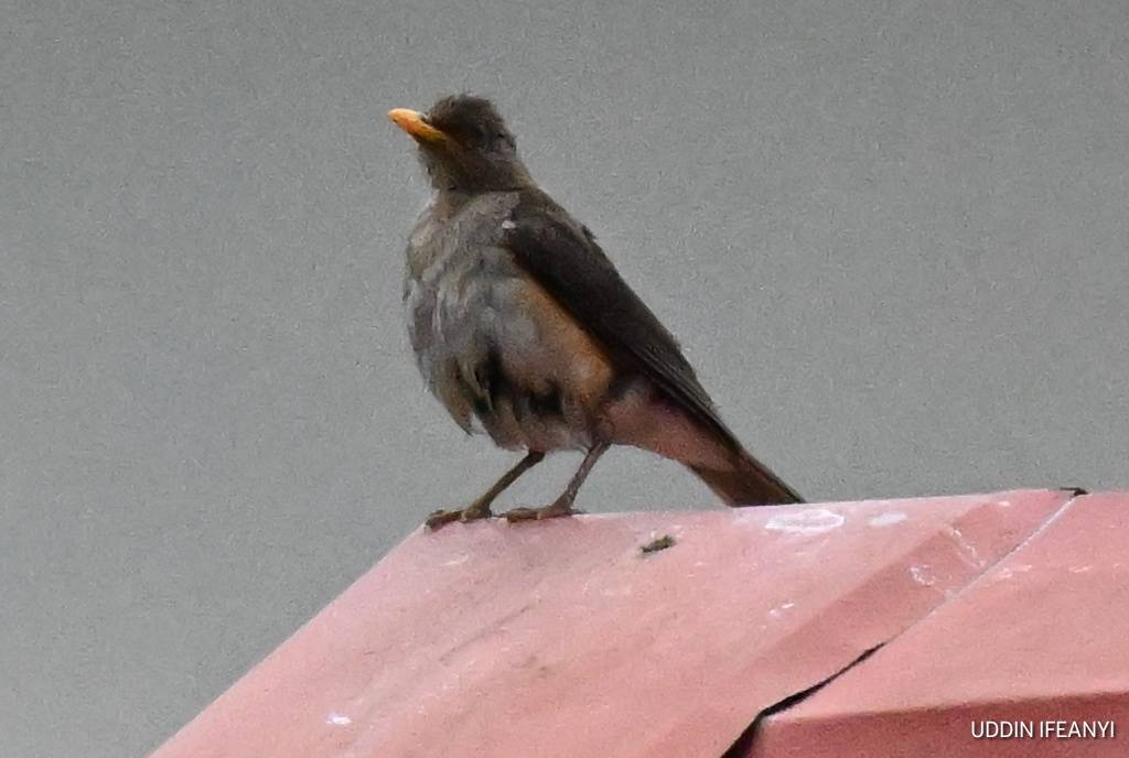 Birds of Lagos (African Thrush - Turdus pelios).
#BirdsOfLagos