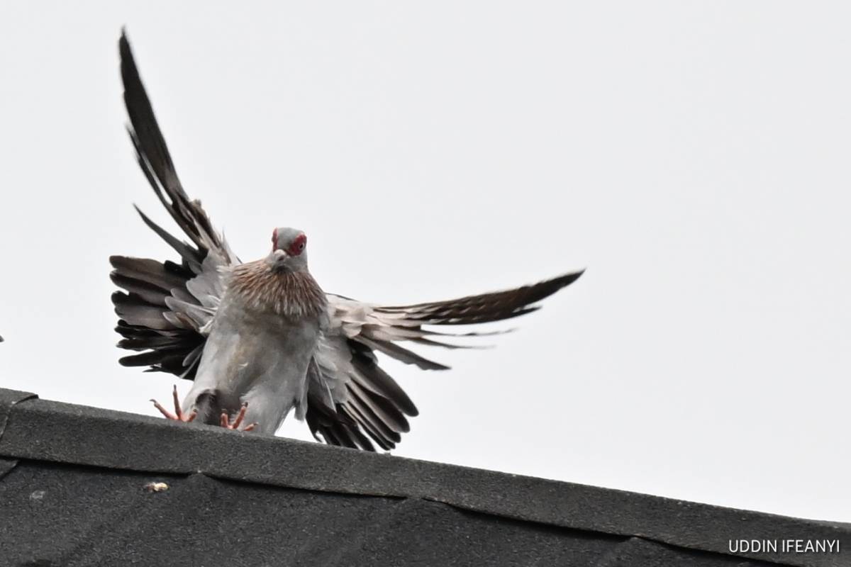 Birds of Lagos (Speckled Pigeon - Columba guinea).
#BirdsOfLagos
