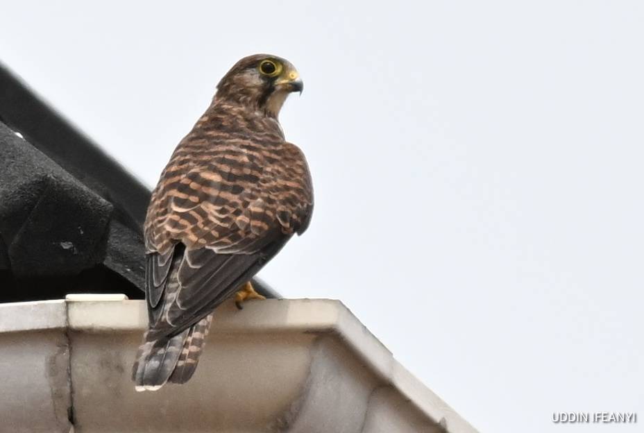 Birds of Lagos (Common Kestrel - Falco tinnunculus).
#BirdsOfLagos