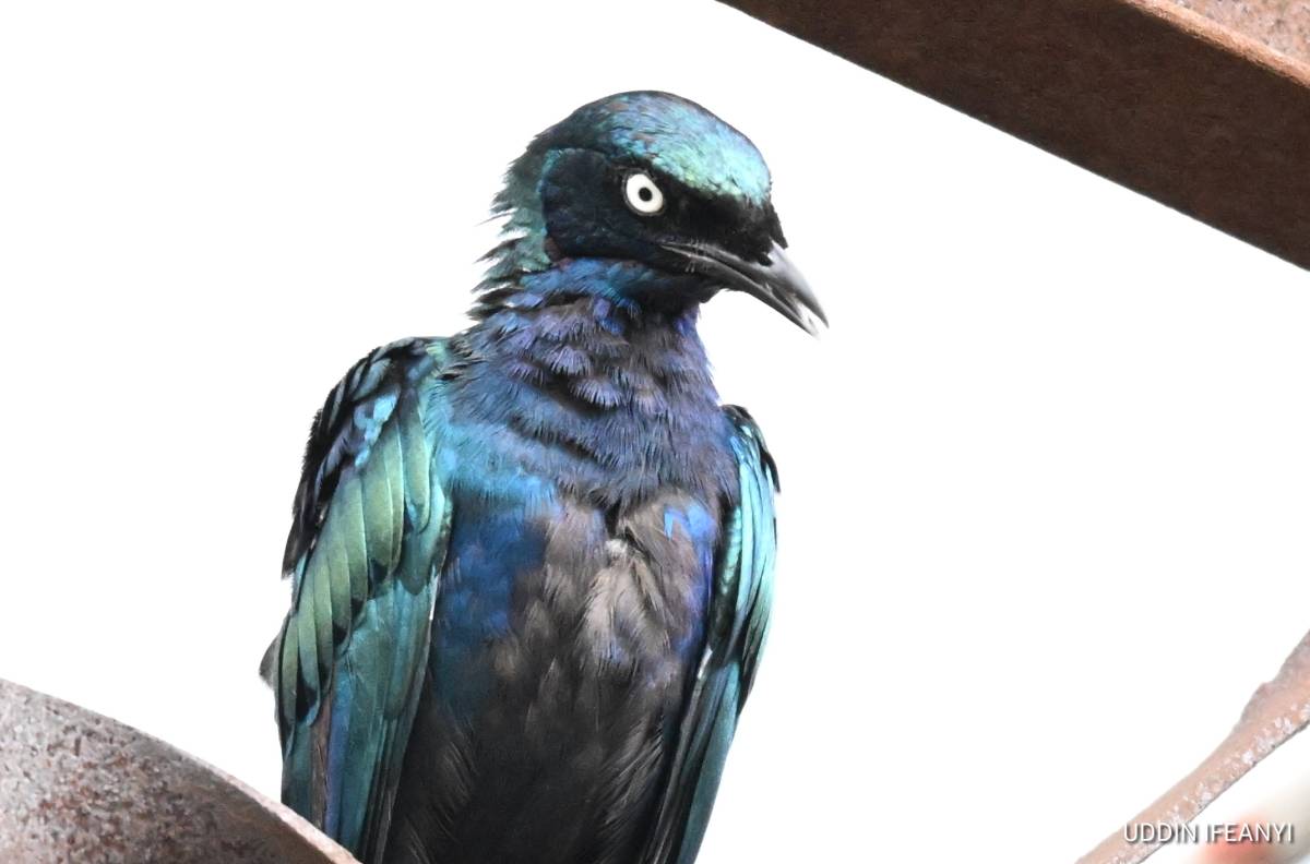 Birds of Lagos (Splendid Starling - Lamprotornis splendidus).
#BirdsOfLagos