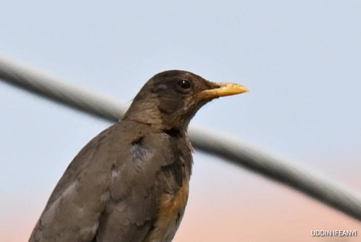 Birds of Lagos (African Thrush - Turdus pelios).
#BirdsOfLagos