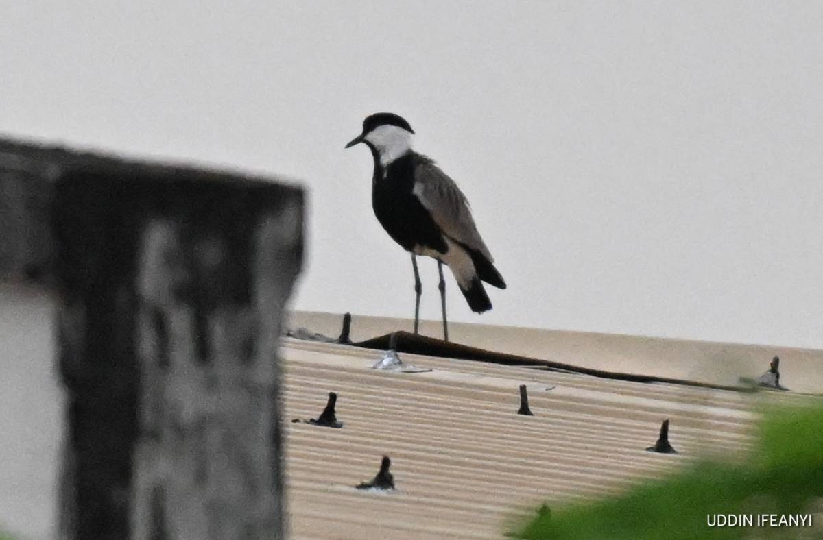 Birds of Lagos (Spur-winged Lapwing - Vanellus spinosus).
#BirdsOfLagos