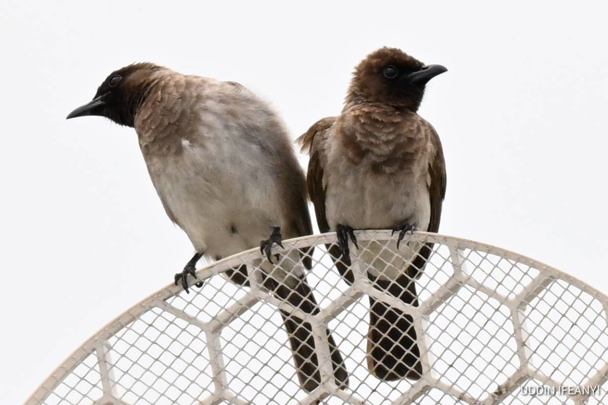 Birds of Lagos (Common Bulbul - Pycnonotus barbatus).
#BirdsOfLagos
