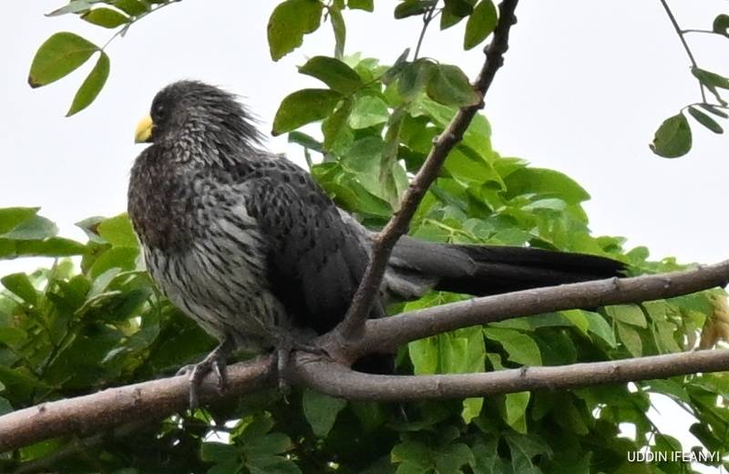 Birds of Lagos (Western Plantain-eater - Crinifer piscator).
#BirdsOfLagos