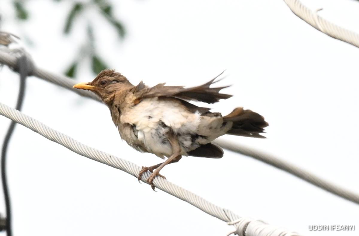 Birds of Lagos (African Thrush - Turdus pelios).
#BirdsOfLagos