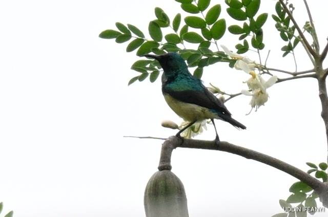 Birds of Lagos (Variable Sunbird -Cinnyris venustus).
#BirdsOfLagos