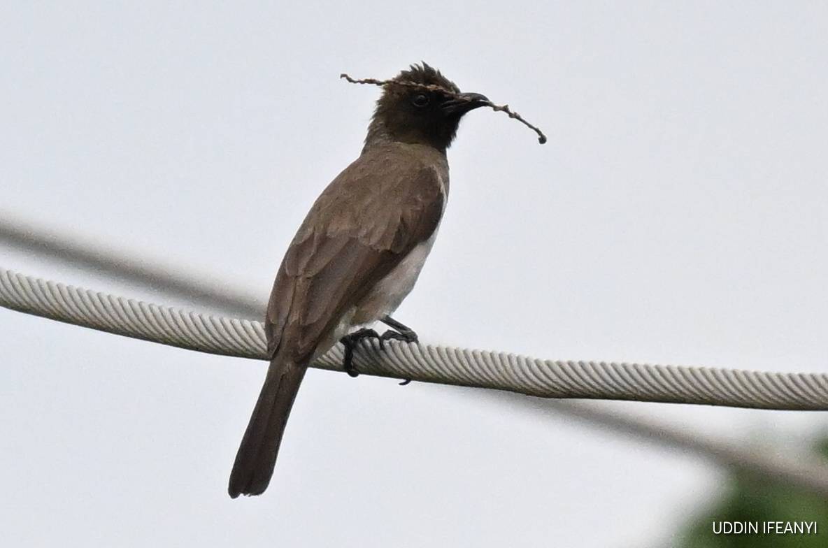Birds of Lagos (Common Bulbul - Pycnonotus barbatus).
#BirdsOfLagos