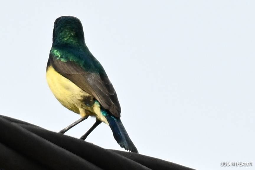 Birds of Lagos (Variable Sunbird -Cinnyris venustus).
#BirdsOfLagos