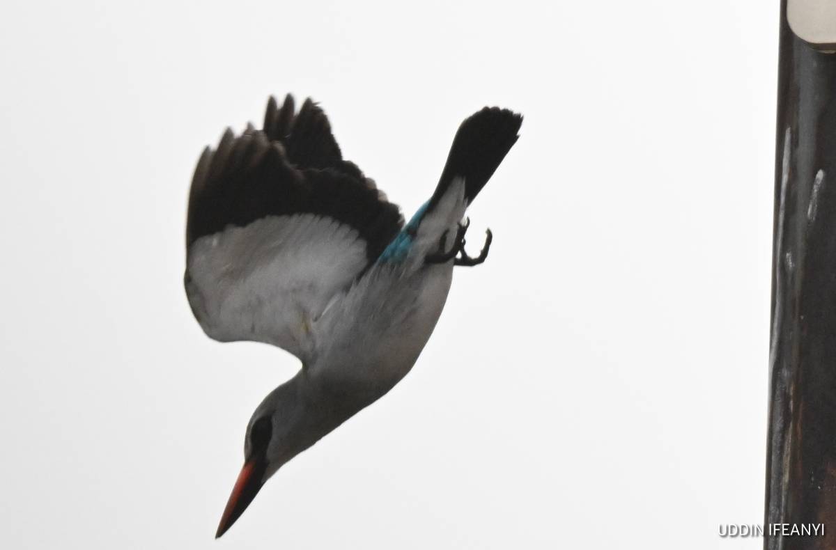 Birds of Lagos (Woodland Kingfisher - Halcyon senegalensis).
#BirdsOfLagos