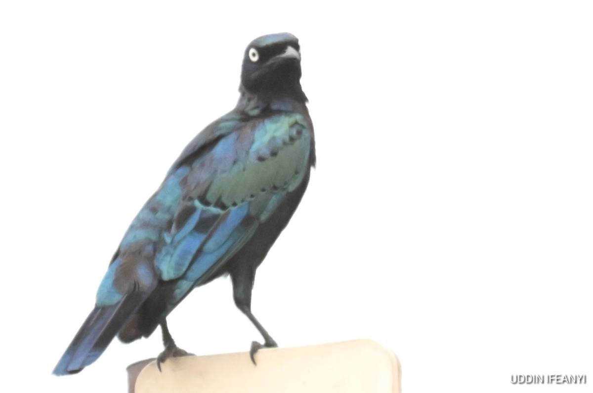 Birds of Lagos (Splendid Starling - Lamprotornis splendidus).
#BirdsOfLagos