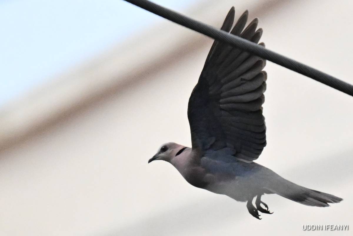 Birds of Lagos (Red-eyed Dove - Streptopelia semitorquata).