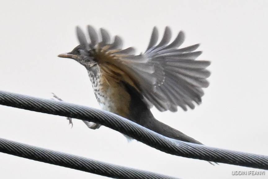 Birds of Lagos (African Thrush - Turdus pelios).
#BirdsOfLagos