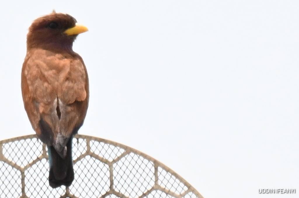 Birds of Lagos (Broad-billed Roller - Eurystomus glaucurus).
#BirdsOfLagos