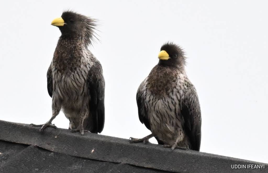 Birds of Lagos (Western Plantain-eater - Crinifer piscator).
#BirdsOfLagos