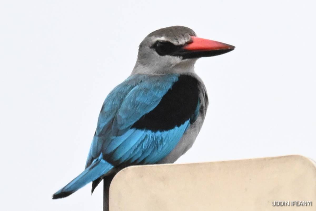 Birds of Lagos (Woodland Kingfisher - Halcyon senegalensis).
#BirdsOfLagos