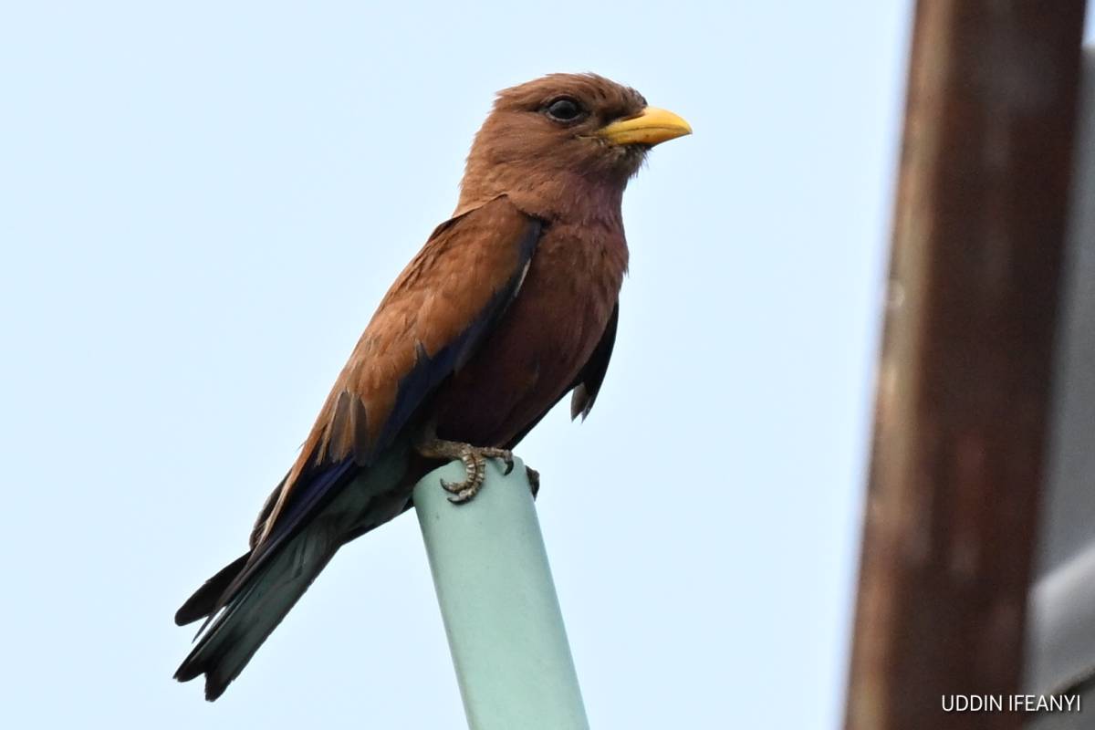 Birds of Lagos (Broad-billed Roller - Eurystomus glaucurus).
#BirdsOfLagos