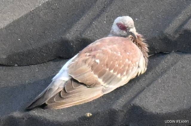 Birds of Lagos (Speckled Pigeon - Columba guinea).
#BirdsOfLagos