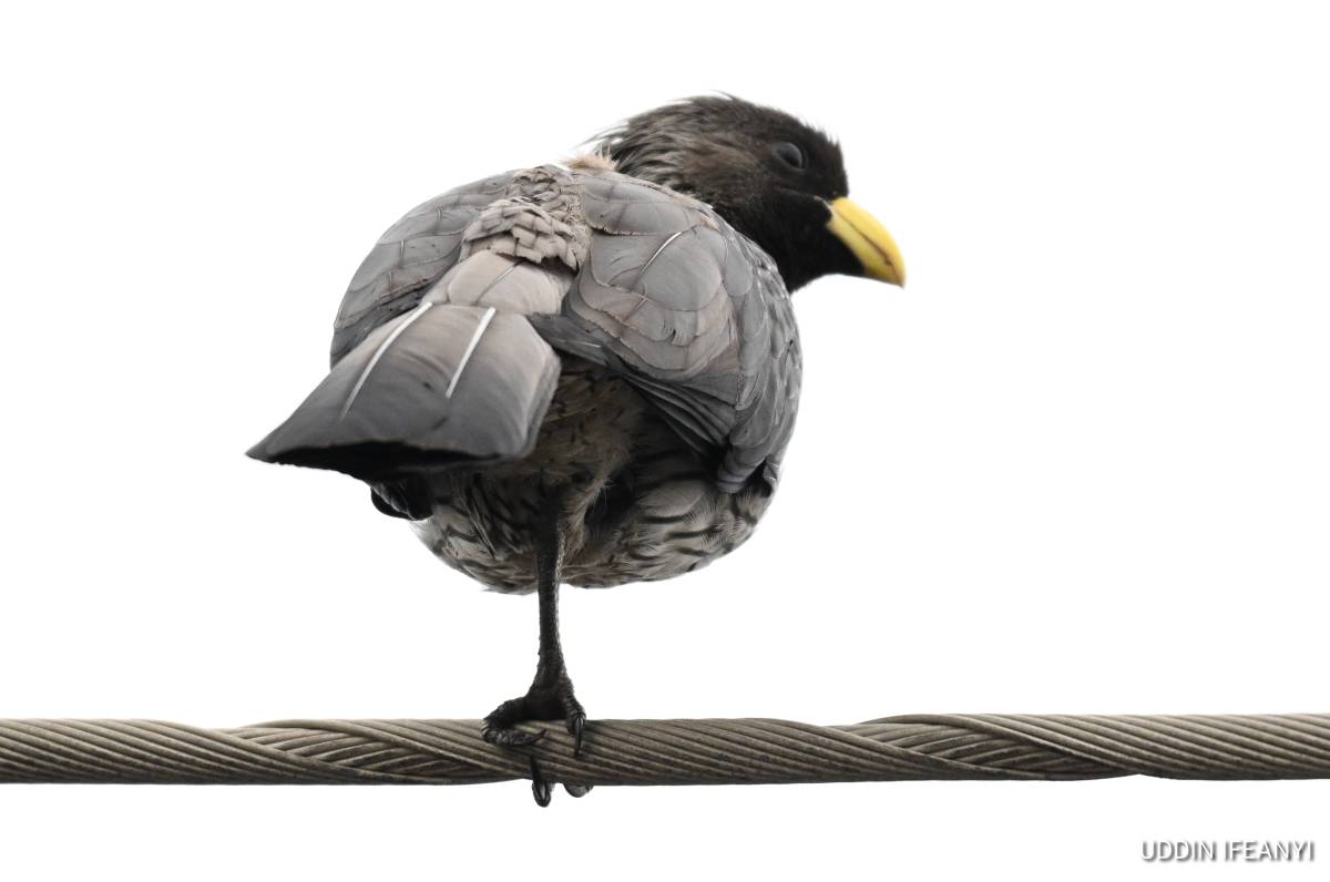 Birds of Lagos (Western Plantain-eater - Crinifer piscator).
#BirdsOfLagos